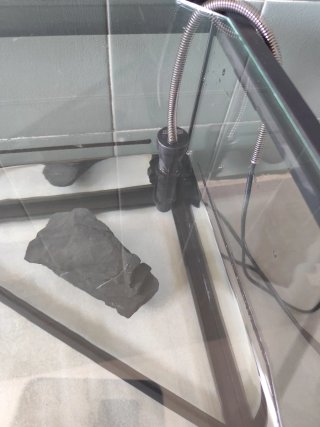 Lote tortuga acuática: Tortum + filtro