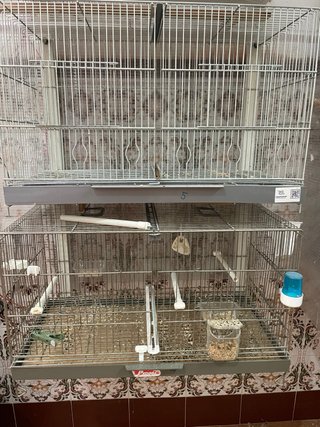 Jaulas de cria de 60cm marca Pedros y rsl.