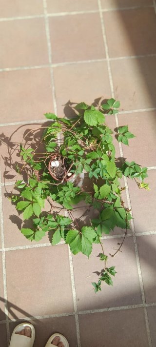 Parra Virgen Parthenocissus quinquefolia