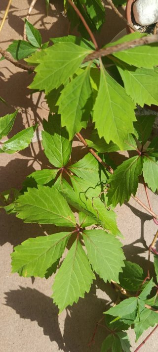 Parra Virgen Parthenocissus quinquefolia