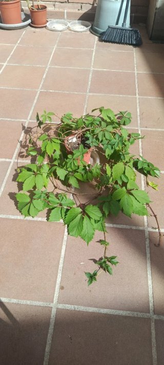 Parra Virgen Parthenocissus quinquefolia