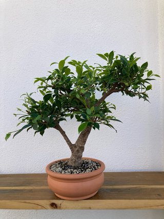 Bonsái Ficus Retusa