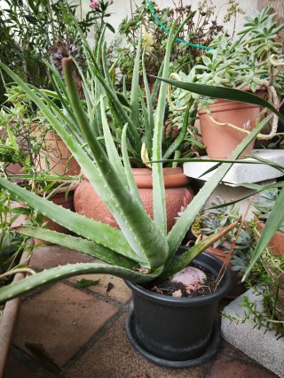 Planta Aloe Vera en Maceta