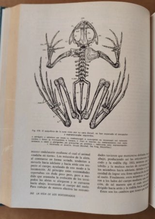 La Vida de los Vertebrados