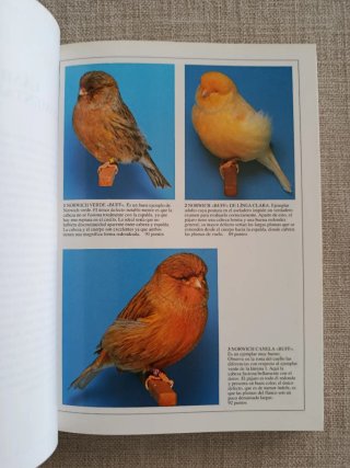 Canarios: Color, Forma Y Canto.