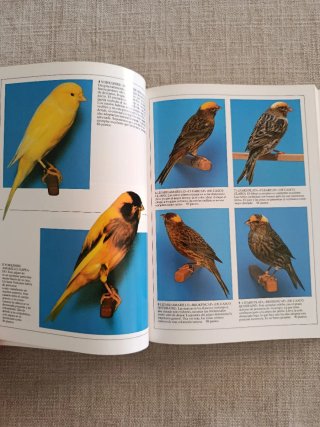 Canarios: Color, Forma Y Canto.