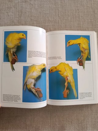 Canarios: Color, Forma Y Canto.