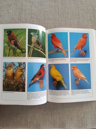 Canarios: Color, Forma Y Canto.