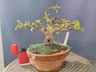 Ficus Tiger Bark Mame Bonsai