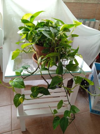 Planta Potus Grande Decorativa Resistente