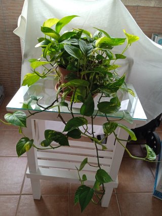 Planta Potus Grande Decorativa Resistente