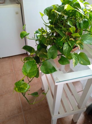 Planta Potus Grande Decorativa Resistente
