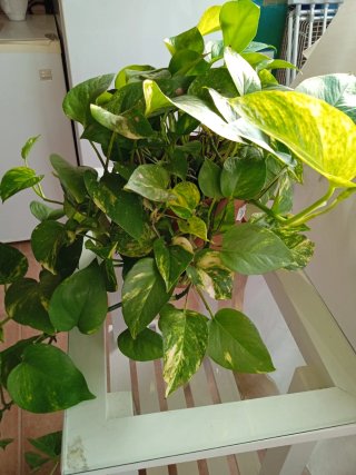 Planta Potus Grande Decorativa Resistente