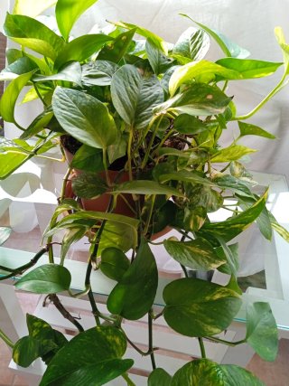 Planta Potus Grande Decorativa Resistente