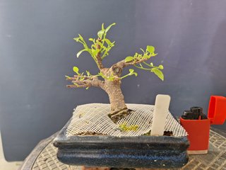 Proyecto Ficus Tigerbark Mame