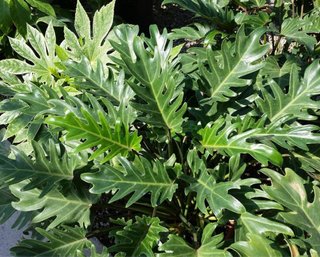 2 Filodendro xanadu + 2 Acanthus Mollis