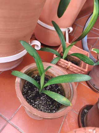 3 Esquejes Clivia Flor Naranja