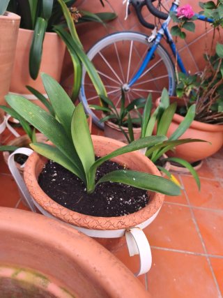 3 Esquejes Clivia Flor Naranja