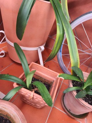 3 Esquejes Clivia Flor Naranja
