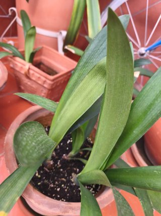 3 Esquejes Clivia Flor Naranja