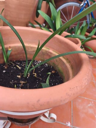 3 Esquejes Clivia Flor Naranja