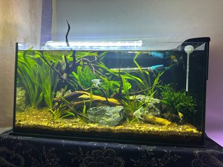Pecera 55L - Precio Negociable