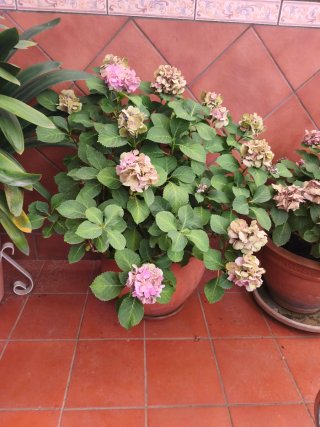 Planta Hortensia Rosa