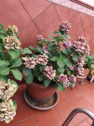 Planta Hortensia Rosa