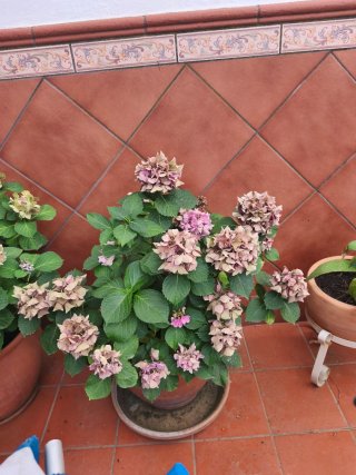 Planta Hortensia Rosa