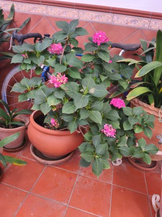 Planta Hortensia Rosa