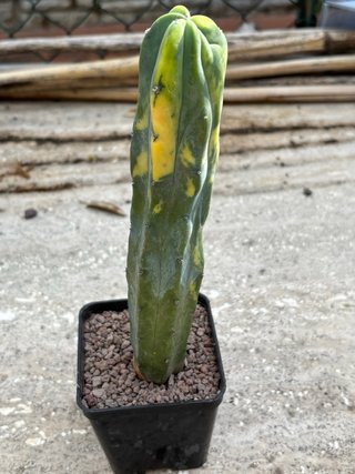 Myrtillocactus Geometrizans Variegato