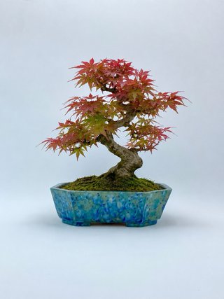 Maceta bonsai cerámica hecha a mano