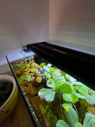 Repollito de agua para estanques