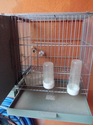 Jaula de cría para pájaros doble