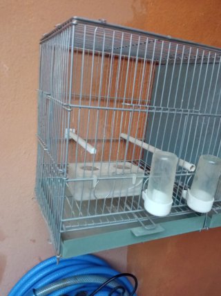 Jaula de cría para pájaros doble
