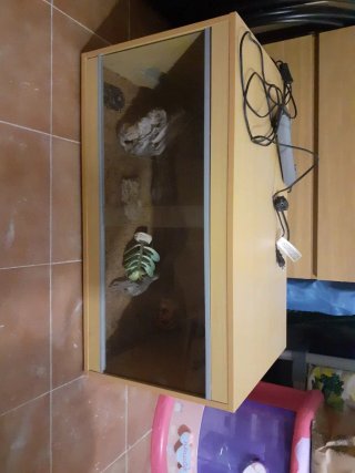 Terrario para reptiles con decoracion de plantas