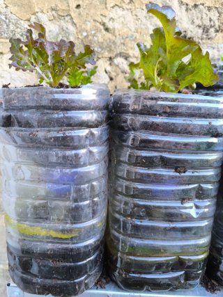 Botella para cultivo en terraza. Leer bien