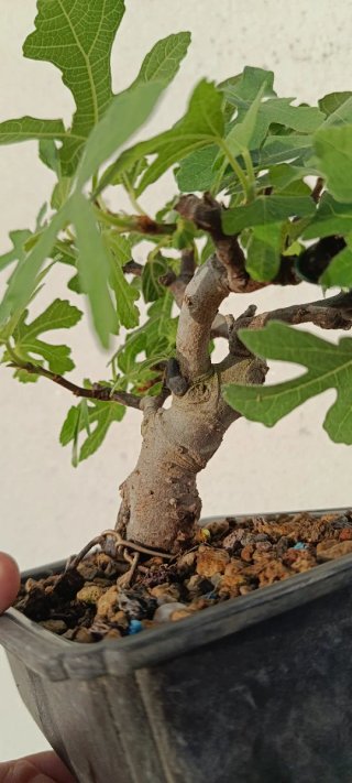 Higuera Bonsái Mini