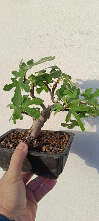 Higuera Bonsái Mini