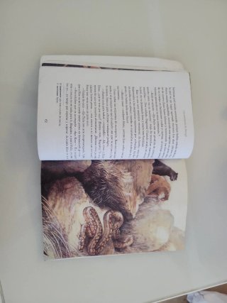 Las Aventuras De Mowgli N/c