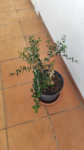 Acebuche pre bonsai alambrado para proyecto.