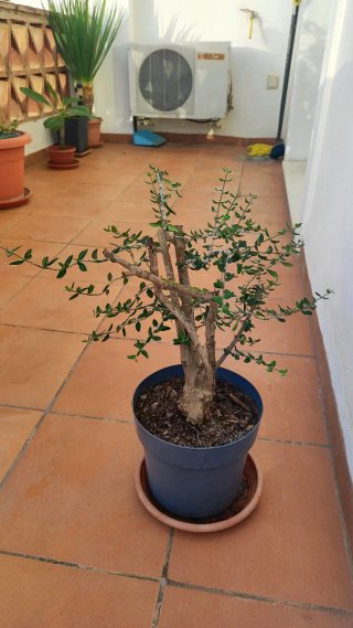 Acebuche pre bonsai alambrado para proyecto.