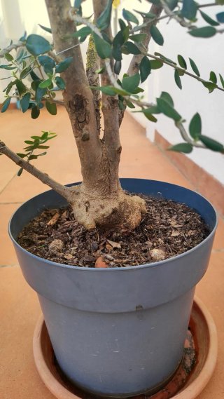 Acebuche pre bonsai alambrado para proyecto.