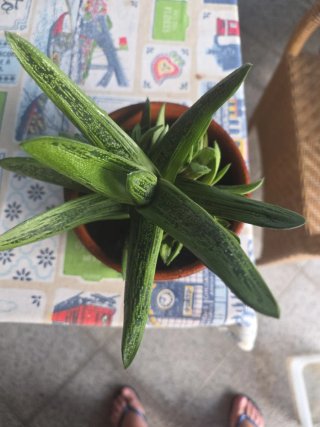 Suculenta Gasteria em vaso