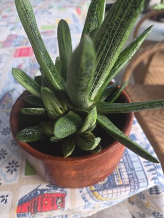 Suculenta Gasteria em vaso