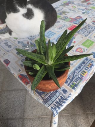 Suculenta Gasteria em vaso