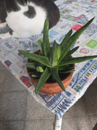 Suculenta Gasteria em vaso
