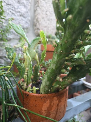 Cato em vaso