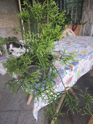 Planta Rhipsalis penduliflora