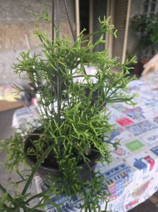 Planta Rhipsalis penduliflora